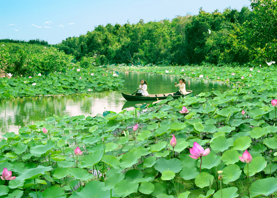 Visiting Dong Thap in floating season to see lotus